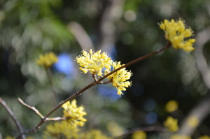 サンシュユの花の写真