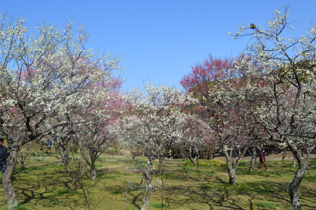 梅林３月６日