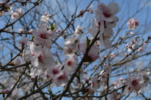 アーモンドの花写真