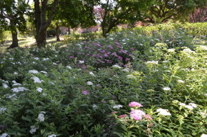 シモツケの花写真