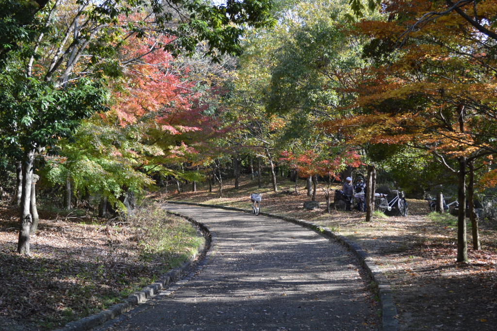 もみじ谷紅葉写真