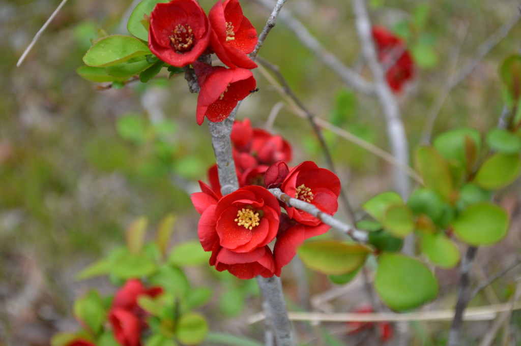 ボケの花写真