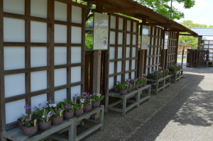 桜草展写真