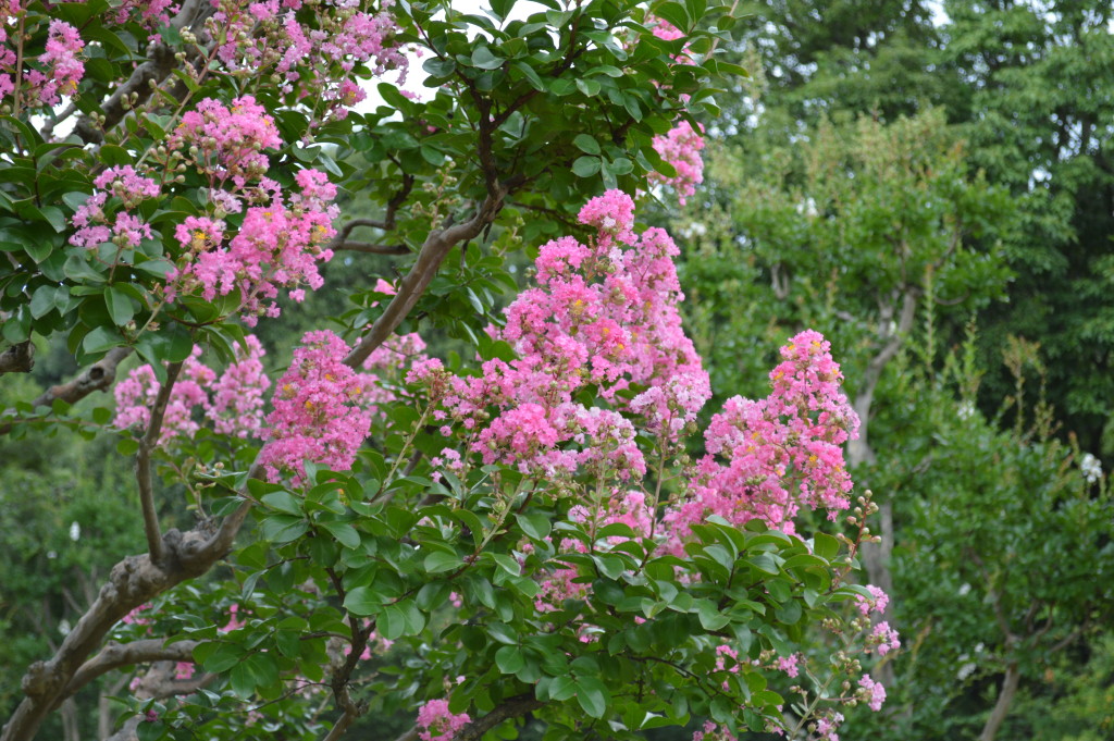 サルスベリの花写真