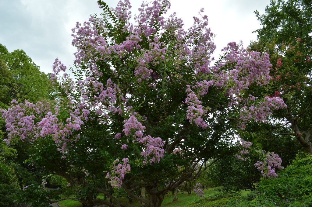 サルスベリの花写真