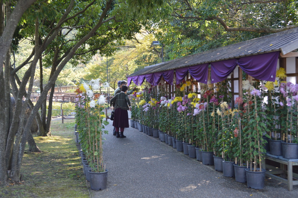 古典菊展写真