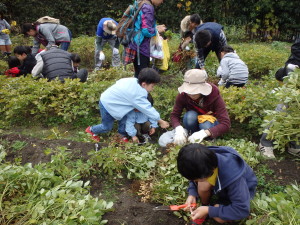 落花生収穫写真