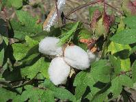 綿花の実