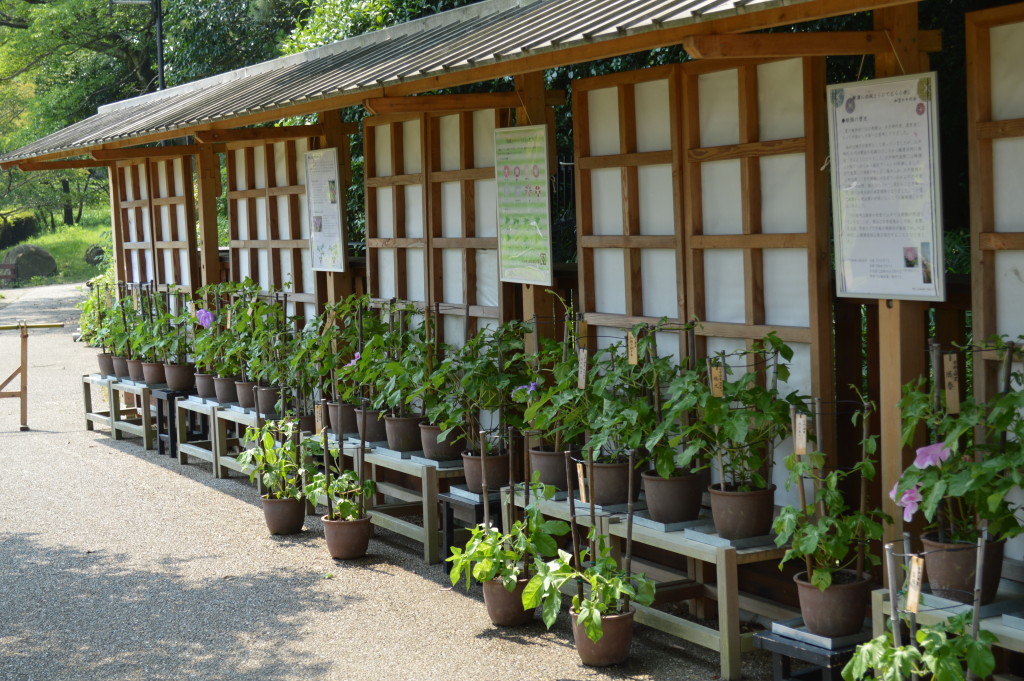 朝顔展写真