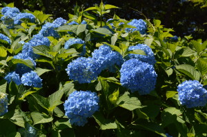 あじさいの花写真