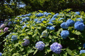 あじさいの花写真