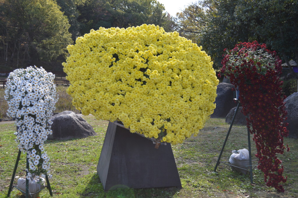 古典菊2015写真