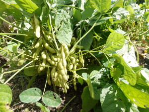 枝豆収穫体験写真