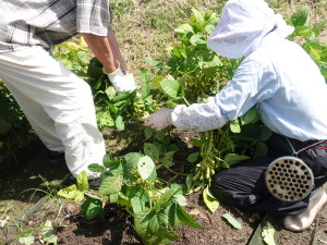 枝豆収穫体験写真
