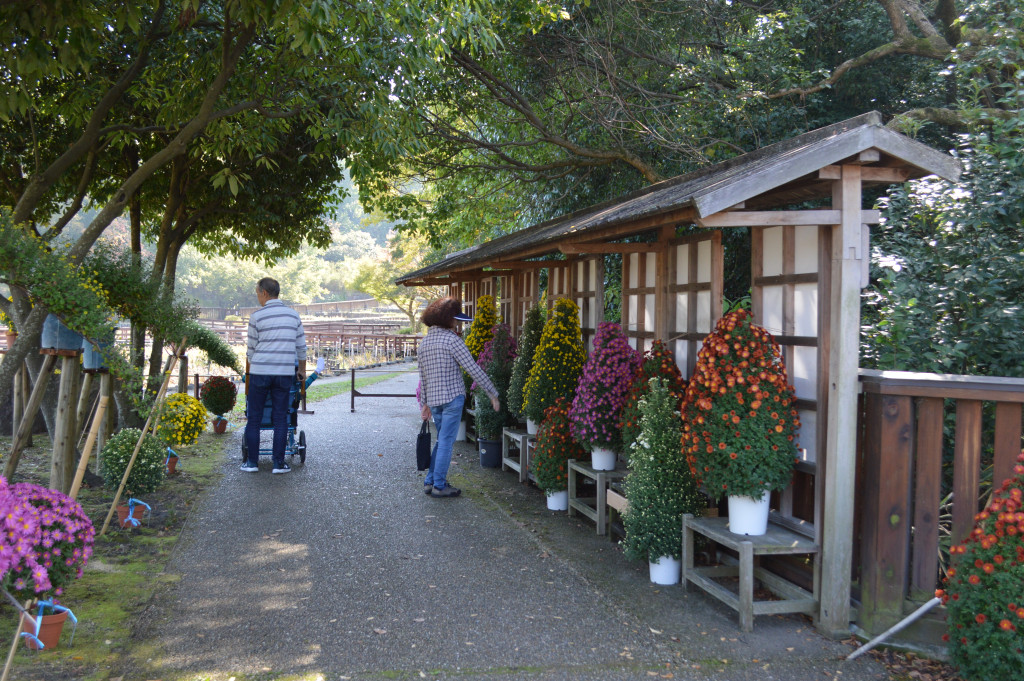 菊花展