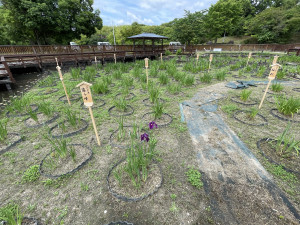 花しょうぶ園写真