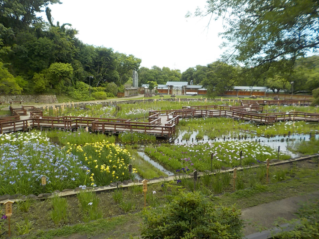 しょうぶ園定点撮影②（6月13日）