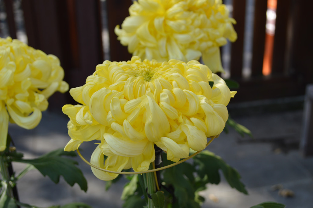 菊花展写真