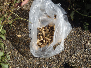 落花生収穫写真