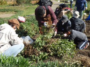 落花生収穫写真