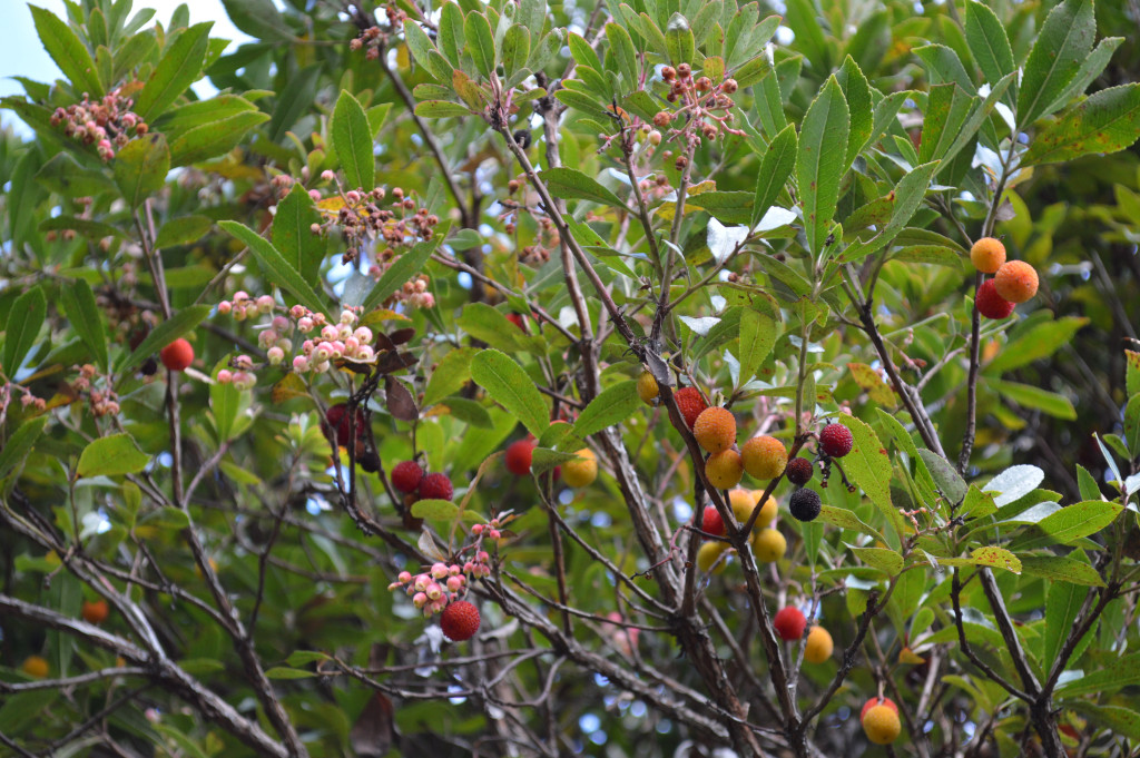 イチゴノキ写真