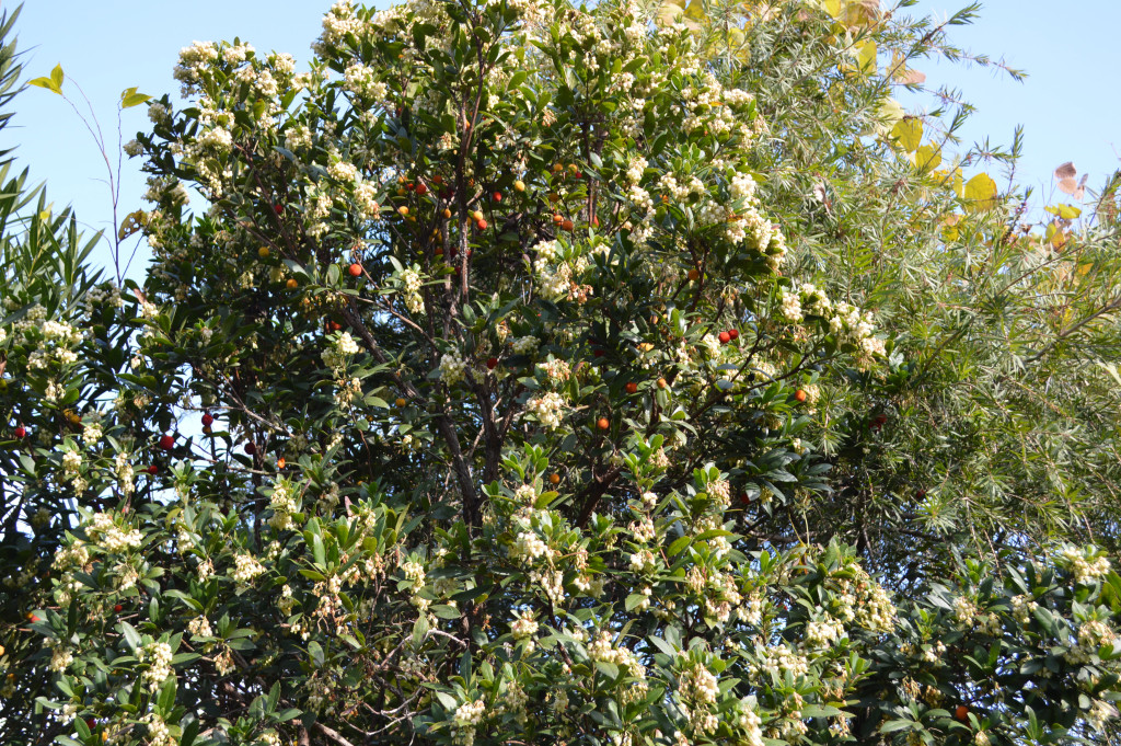 イチゴノキ写真