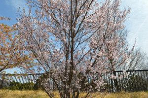 コヒガンザクラ写真