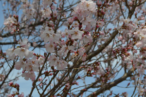 コヒガンザクラ写真