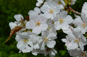 スルガダイニオイ写真