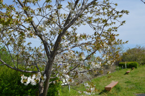 スルガダイニオイ写真