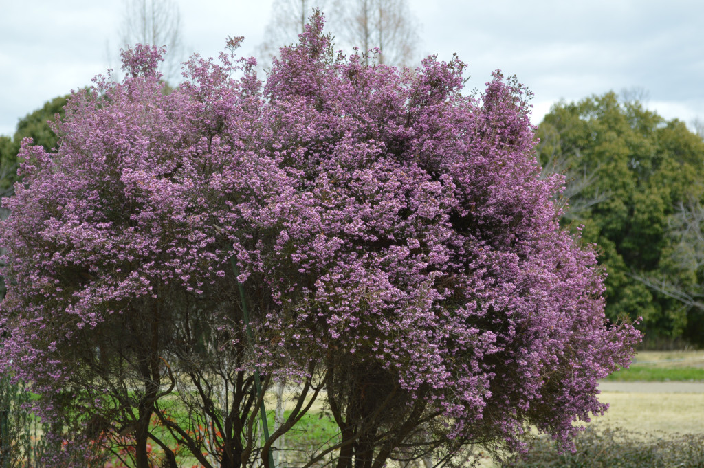 ジャノメエリカ写真