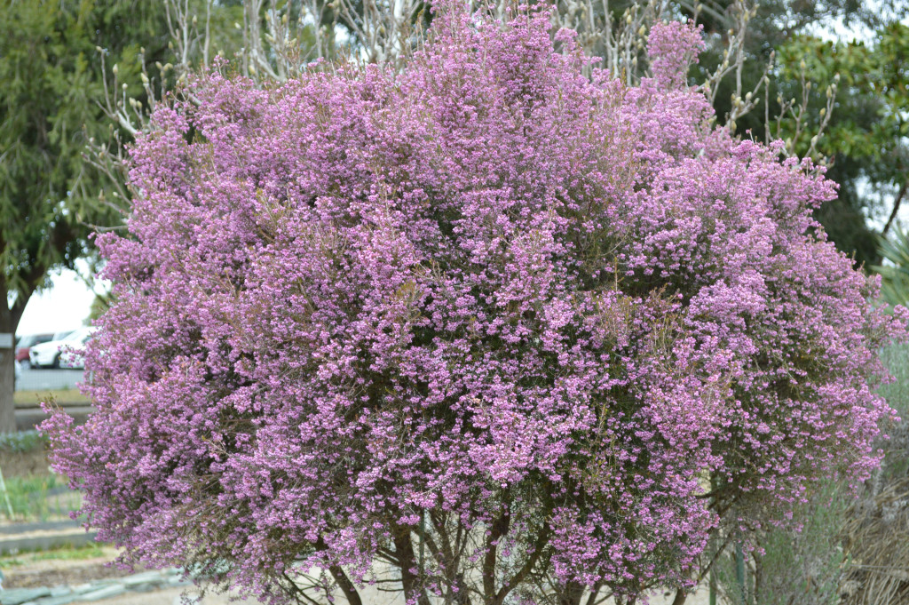 ジャノメエリカ写真