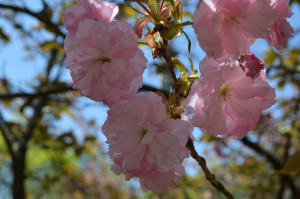 サトザクラ写真