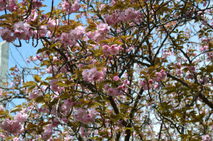 サトザクラ写真