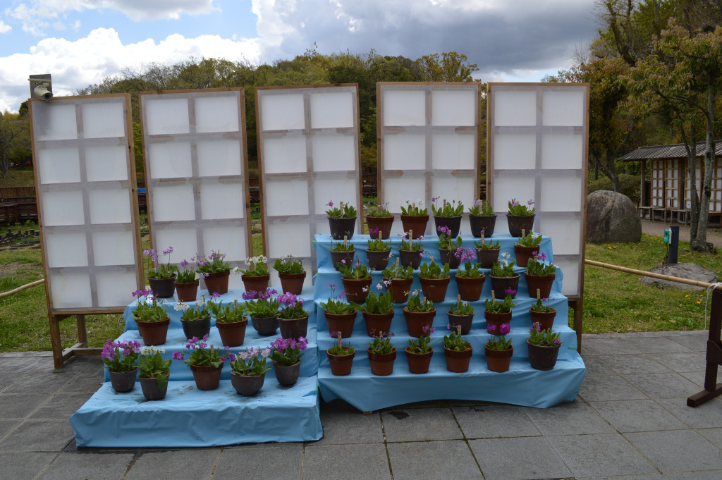 サクラソウ展写真