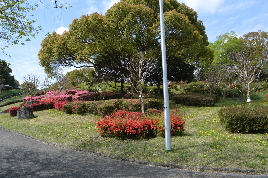 キリシマツツジ写真