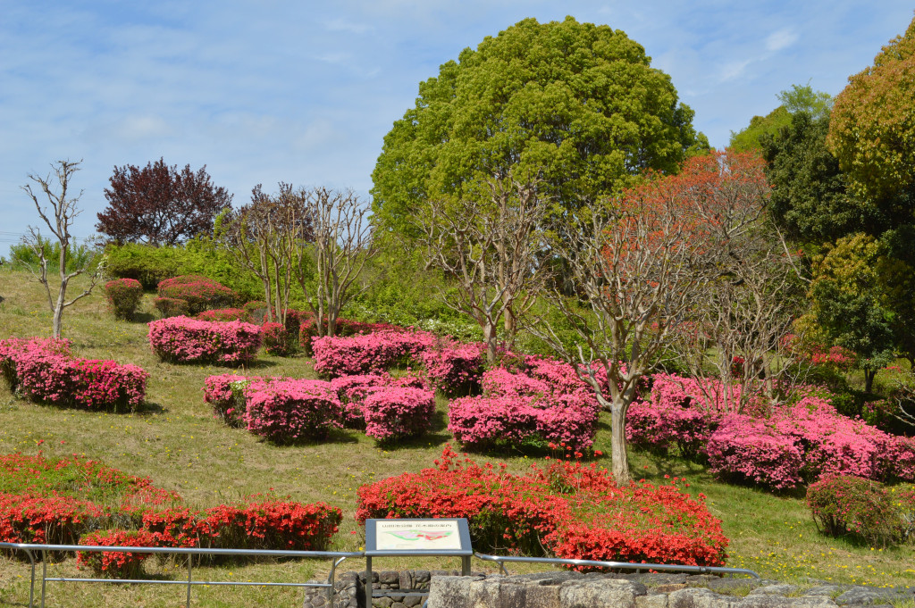 キリシマツツジ写真