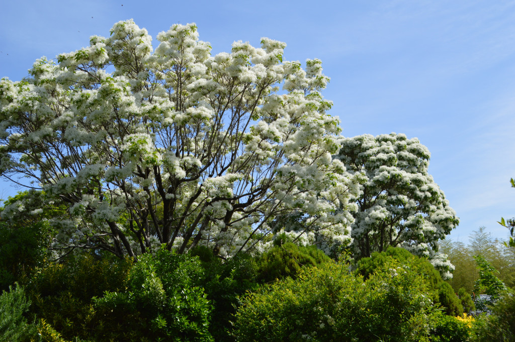 ナンジャモンジャ写真