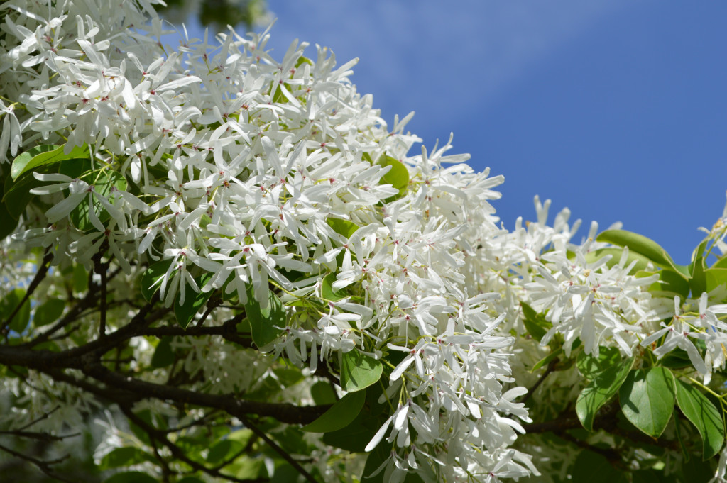 ナンジャモンジャ写真