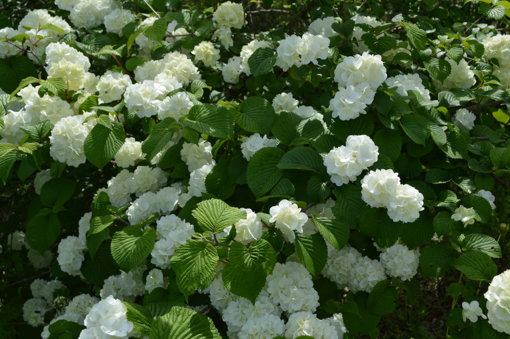 オオデマリ写真