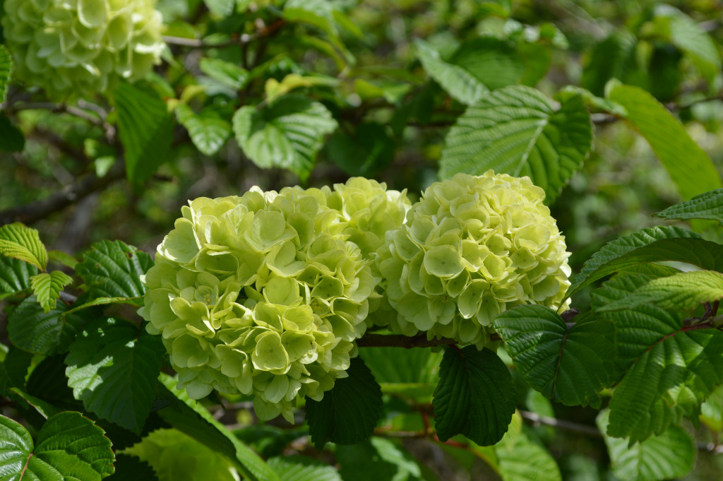 オオデマリ写真