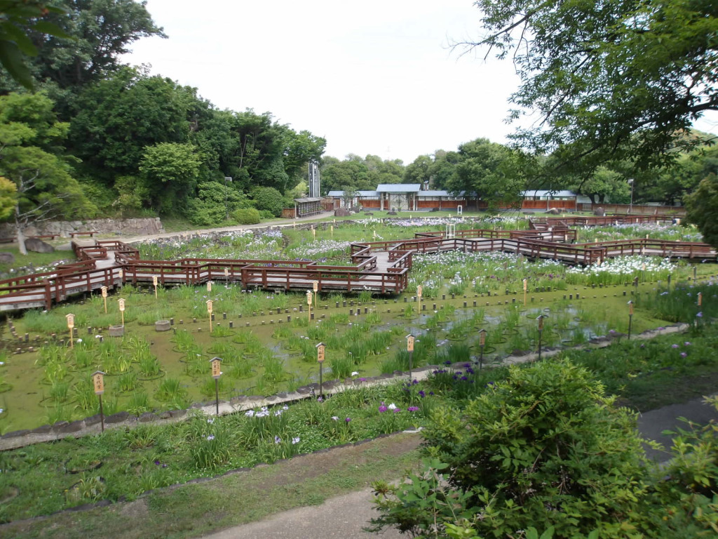 2026 花しょうぶ園開園 | 山田池公園
