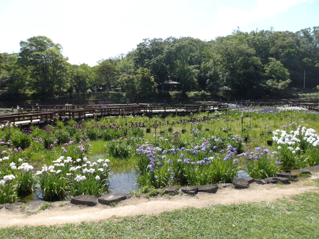 花しょうぶ園写真