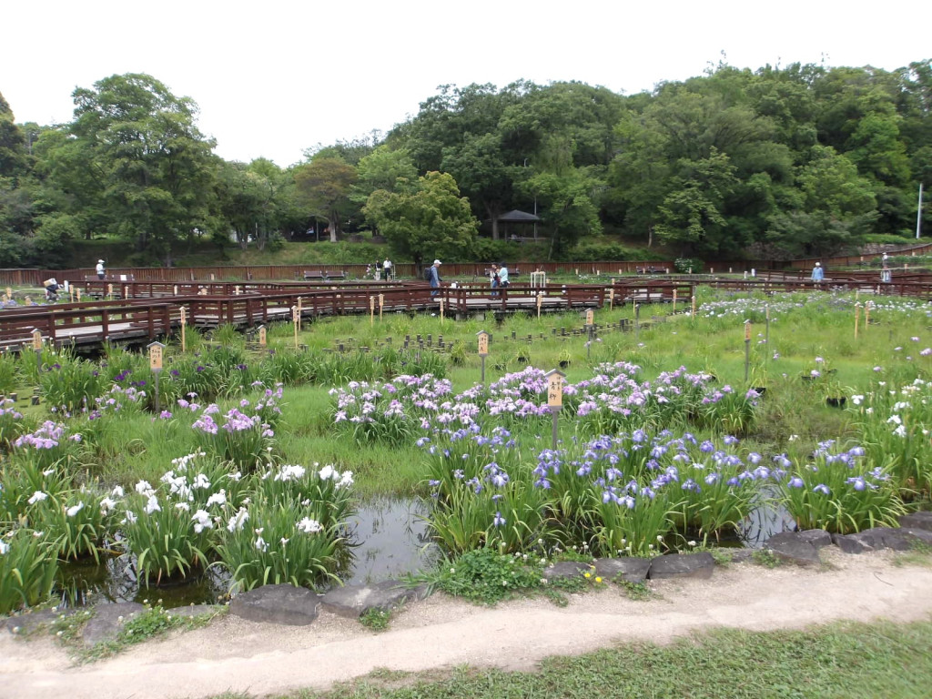 花しょうぶ園写真
