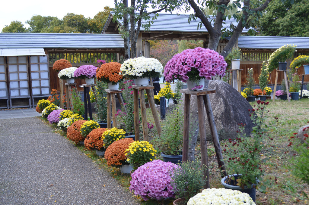 菊花展写真