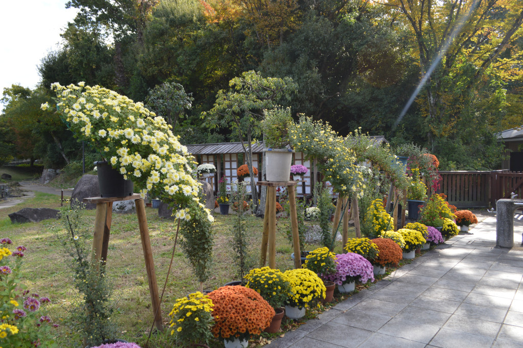 菊花展写真